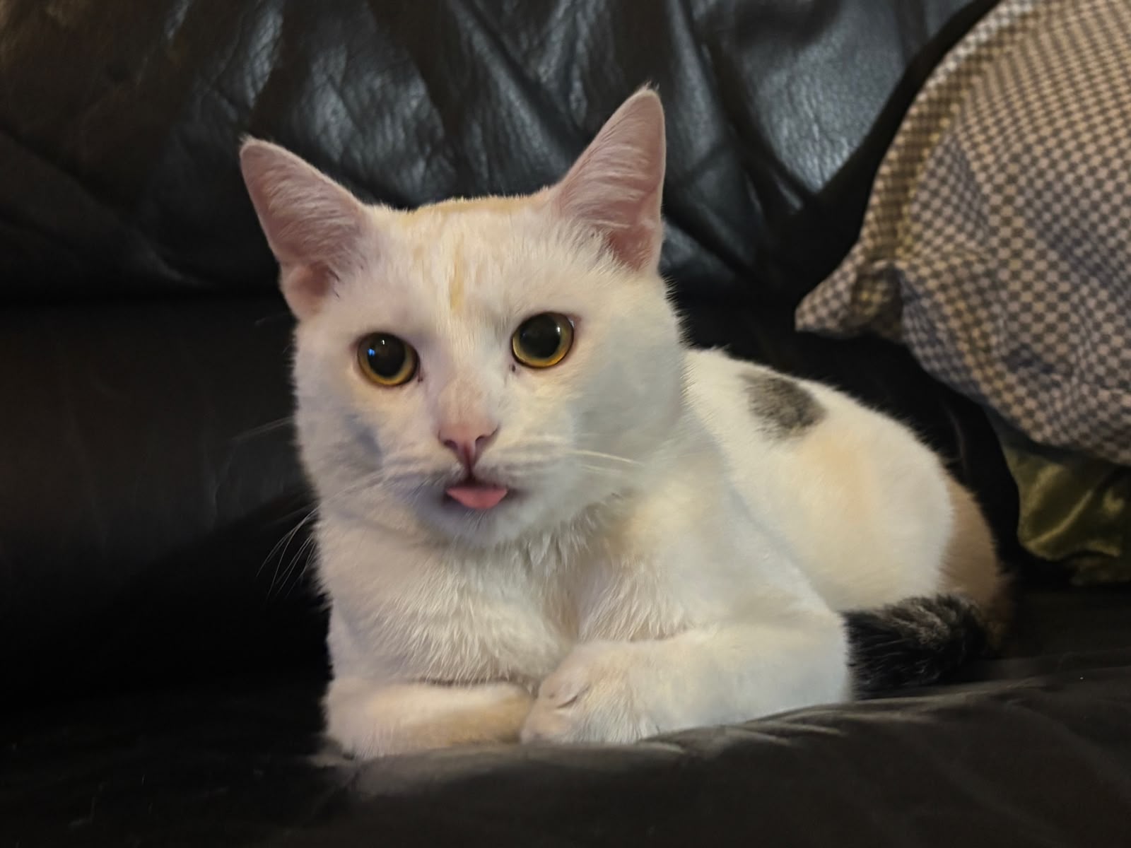Ruma, a white cat with wide eyes and a tiny blep